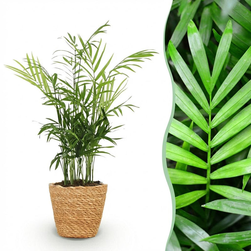 Parlor Palm Chamaedorea elegans: Pet-Friendly Houseplant with Basket