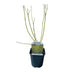 Cornus alba Flaviramea: Yellow Shrubs for Your Garden Bild 2
