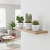 Cactus Mix 10.5 cm - Set of 3 in White Pot Bild 6