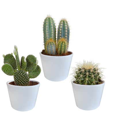 Kakteenmischung 10,5 cm - 3er Set im weißen Topf