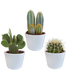 Cactus Mix 10.5 cm - Set of 3 in White Pot Bild 1