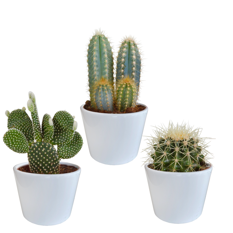 Cactus Mix 10.5 cm - Set of 3 in White Pot