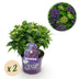 Grüne Hortensie 'Forever & Ever' Lila im 23cm Topf, 55cm Höhe Bild 1