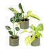 3er Baby Tropical Mix: Monstera, Philodendron Florida & Neon (Ø6cm) Bild 2