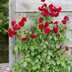 3x Rose 'Crazy in Love'® Red, ↨65cm, Ø15cm Topf Bild 1