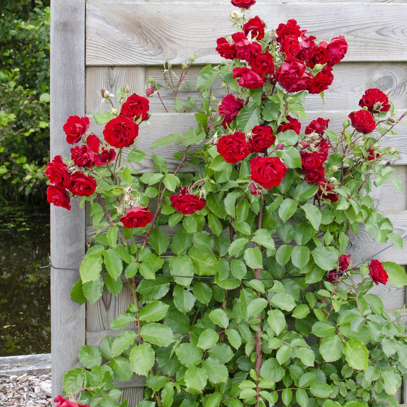 3x Rose 'Crazy in Love'® Red, ↨65cm, Ø15cm Topf