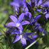6x Campanula poscharskyana Polster-Glockenblume 10-25cm Ø9cm Bild 6