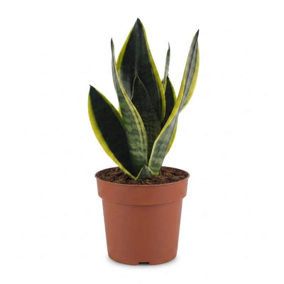 Green boutiQ - Sansevieria Future Superb - Bogenhanf - 1 Plant - Topf 12cm - Höhe - 35cm