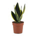 Green boutiQ - Sansevieria Future Superb - Bogenhanf - 1 Plant - Topf 12cm - Höhe - 35cm Bild 2