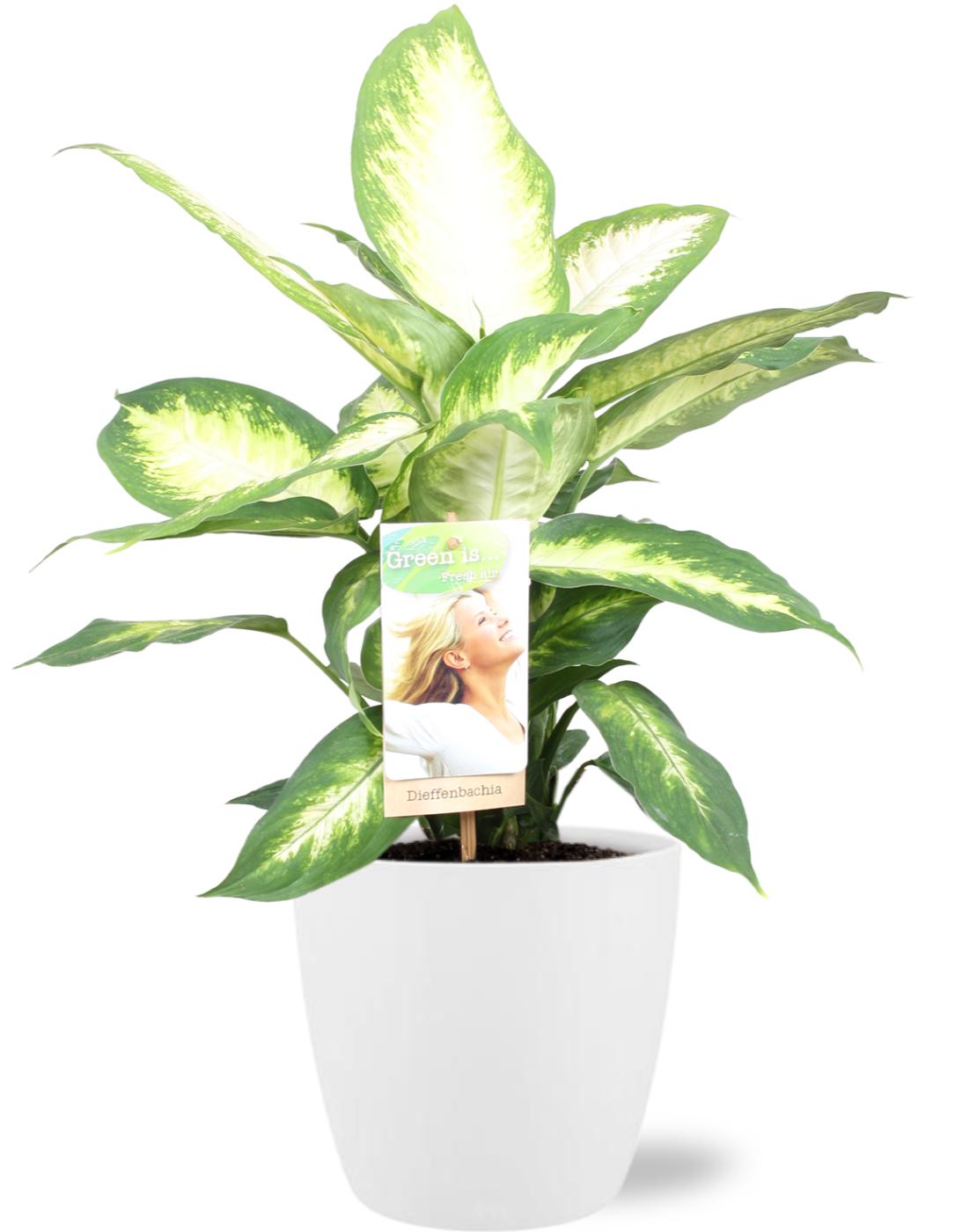 Dieffenbachia Camilla - Ø17cm - ↕45cm + Pot Brussels D18x17cm - Weiß