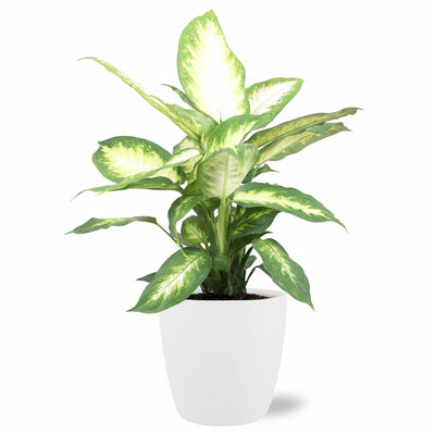 Dieffenbachia Camilla mit Topf Ø17cm - 45cm hoch - Weiß