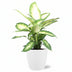 Dieffenbachia Camilla mit Topf Ø17cm - 45cm hoch - Weiß Bild 1