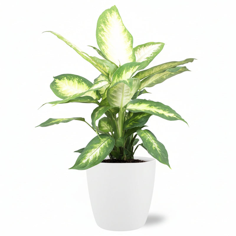 Dieffenbachia Camilla mit Topf Ø17cm - 45cm hoch - Weiß