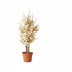 Künstlicher gelber Eucalyptus, 125cm – pflegeleichte Deko-Pflanze Bild 1