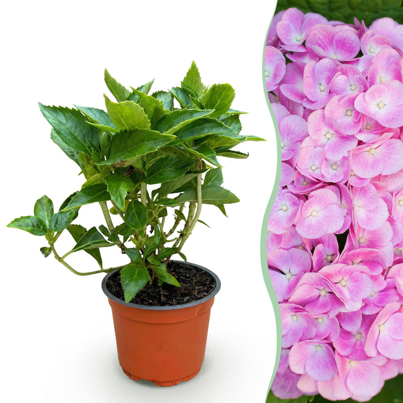 Hydrangea macrophylla Rosa - Winterharte Bauernhortensie, pink