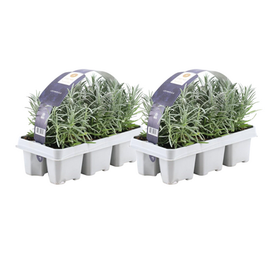 2x 6er Pack Lavendel angustifolia, Ø7cm, ↕15cm