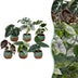 6x Baby Alocasia Set: Rot, Grün, Schwarz, Silber, Grau - Ø6cm Bild 1
