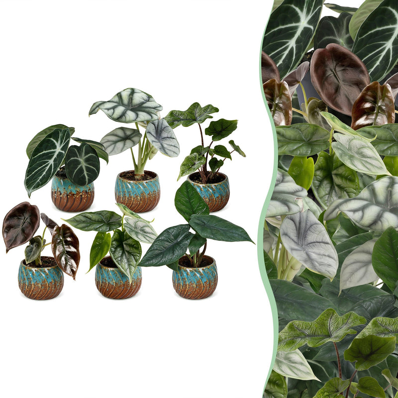 6x Baby Alocasia Set: Rot, Grün, Schwarz, Silber, Grau - Ø6cm