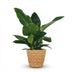 Philodendron Imperial Green Zimmerpflanze im Korb, 65cm Bild 2