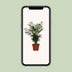Chamaedorea Elegans Zwergbergpalme Ø17cm, H:55cm Bild 5