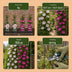 4x Clematis Duo Pink & White - Waldrebe Duo Pink & White - Weiß - Rosa - Kletterpflanze - Ø9cm - ↕35cm Bild 5