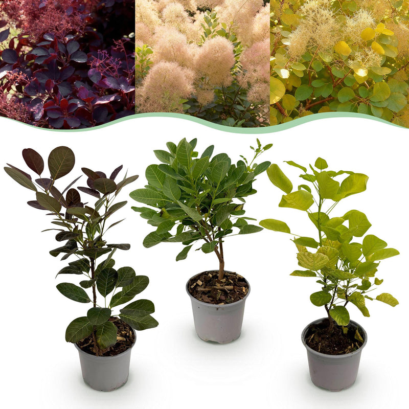 Cotinus coggygria Tricolour: 3 Pflanzen für Ihren Garten