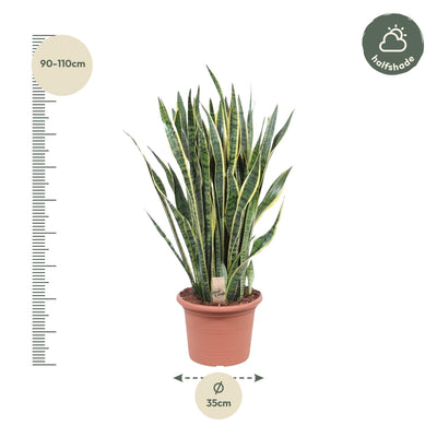 Sansevieria Laurentii, 100 cm, Grün mit gelbem Rand