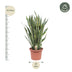 Sansevieria Laurentii, 100 cm, Grün mit gelbem Rand Bild 2