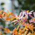 Renanthera orchideen mix - 2 Stück - Kunstpflanzen - Bundle-Set Bild 4