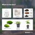 Flaschengarten Egg XL - DIY Pflanzterrarium Set Bild 3