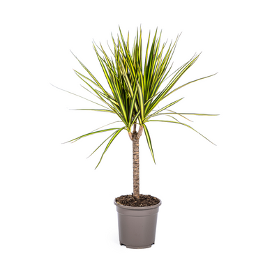 Dracaena Marginata Sunray Ø17cm - 60-80cm - Elegant Blattwerk mit Sonnenschein