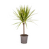Dracaena Marginata Sunray Ø17cm - 60-80cm - Elegant Blattwerk mit Sonnenschein Bild 1