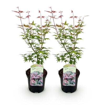 GreenboutiQ Japanischer Ahorn 'Phoenix' - 2 Pflanzen im 19cm Topf
