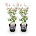 GreenboutiQ Japanischer Ahorn 'Phoenix' - 2 Pflanzen im 19cm Topf Bild 2