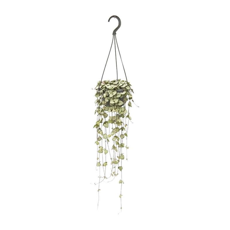 Ceropegia Woodii Hanging Plant in 14cm Pot - 50cm