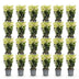 Green boutiQ - 24x Euonymus japonica Paloma Blanca - Spindelstrauch - Heckenpflanzen - Immergrün - Grün - Weiß - Topf 9cm - Höhe 20-30cm Bild 12