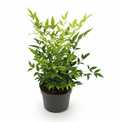 Nandina Lemon & Lime: Immergrüner Strauch, pflegeleicht, 17cm Topf