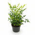 Nandina Lemon & Lime: Immergrüner Strauch, pflegeleicht, 17cm Topf Bild 2
