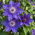6x Clematis Multi Blue - Waldrebe Multi Blue - Blau - Kletterpflanze - Ø9cm - ↕35cm Bild 3