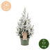 2x Picea glauca Conica - Zuckerhutfichte - Grün - Weiß - Weihnachtsbaum - Ø19cm - ↕65cm Bild 5