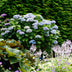 Balkonhortensie 'Magical Revolution Blue' - 2 Pflanzen im 23cm Topf Bild 5