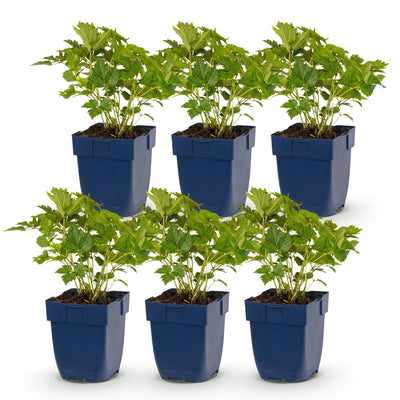 Green boutiQ - Perennial - Astilbe chin. Pumila - Plume Spirea - Shade - Purple - 6 Plants - Pot 11cm - Height 15-25cm
