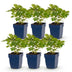 Green boutiQ - Perennial - Astilbe chin. Pumila - Plume Spirea - Shade - Purple - 6 Plants - Pot 11cm - Height 15-25cm Bild 1