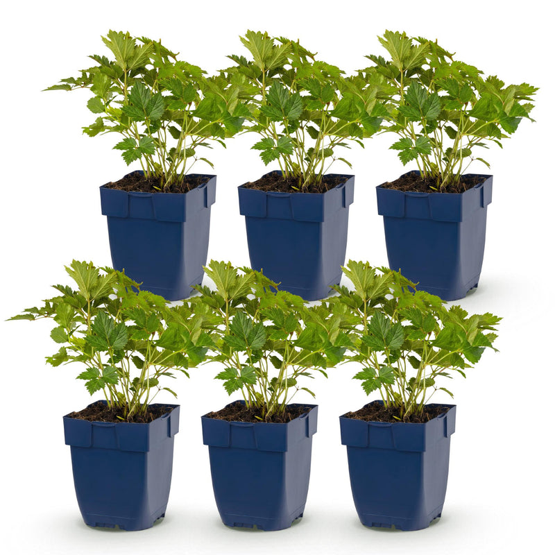 Green boutiQ - Perennial - Astilbe chin. Pumila - Plume Spirea - Shade - Purple - 6 Plants - Pot 11cm - Height 15-25cm