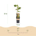 Vitis vinifera Lakemont - Goldgelbe Trauben - 2 winterharte Rebenpflanzen Bild 3