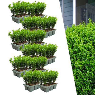 72x Buchsbaum NewGen Freedom im 6er-Pack - Robust & Winterhart