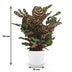 Calathea Makoyana: Exotic Peacock Plant with White Pot Bild 3