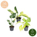 3er Baby Tropical Mix: Monstera, Philodendron Florida & Neon (Ø6cm) Bild 5