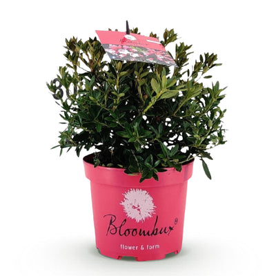 Zwerg Rhododendron Bloombux Magenta Heckenpflanze