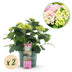 Hortensie Magical Jewel Pink: 2 Pflanzen im 23cm Topf, 55cm hoch Bild 1